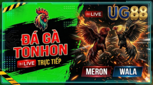Đá Gà Tonhon Trực Tiếp Tại UG88