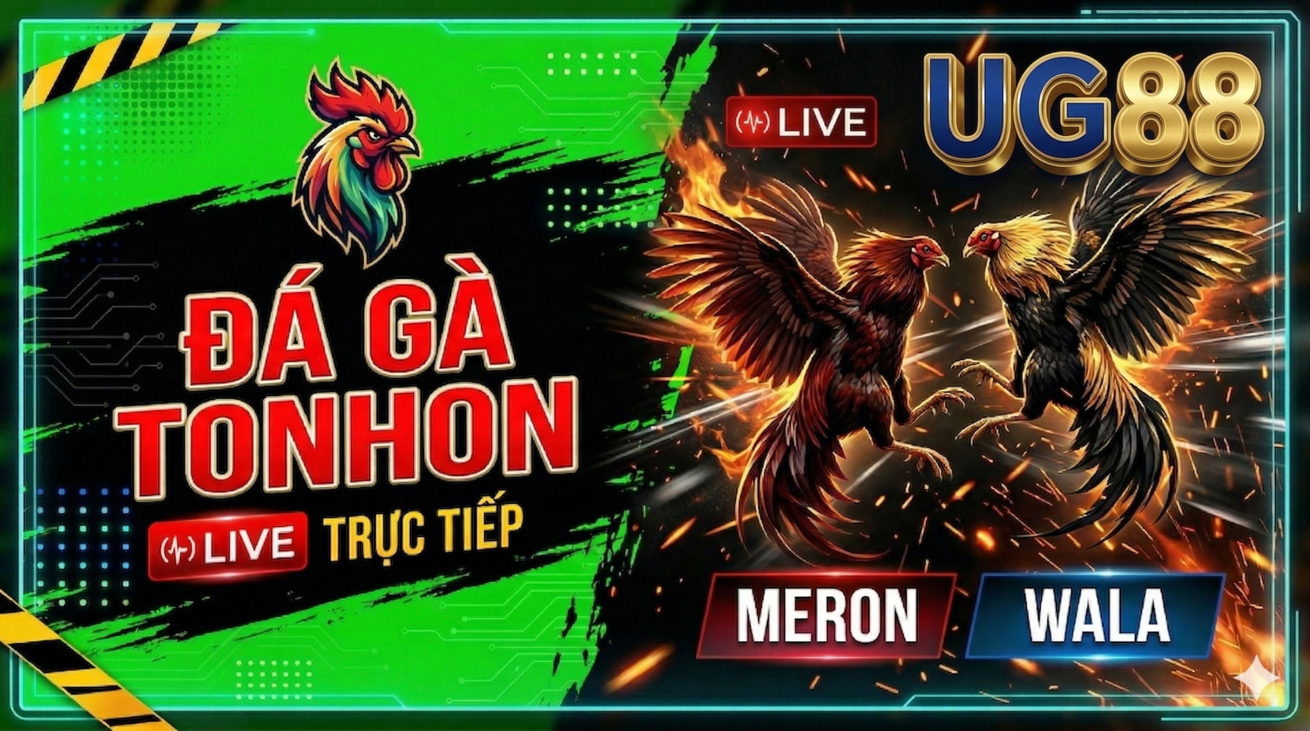 Đá Gà Tonhon Trực Tiếp Tại UG88